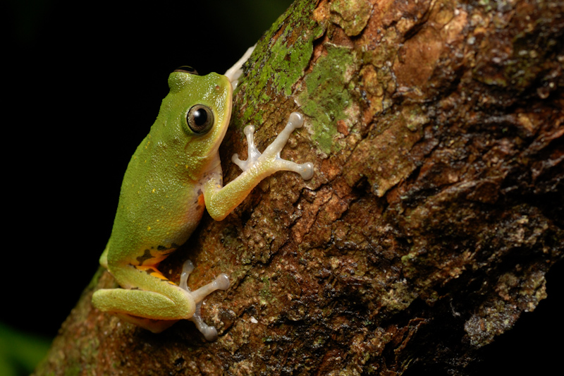 Pretty Bush Frog
