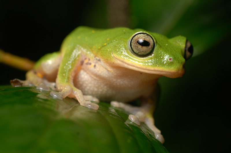 Pretty Bush Frog
