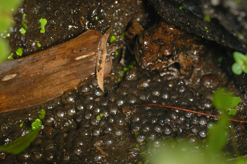 Indirana semipalmata
