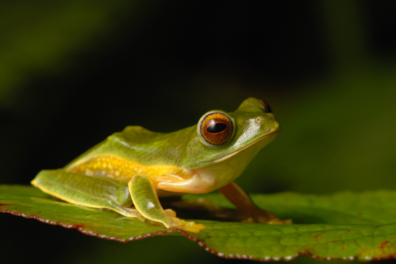 Rhacophorus pseudomalabaricus
