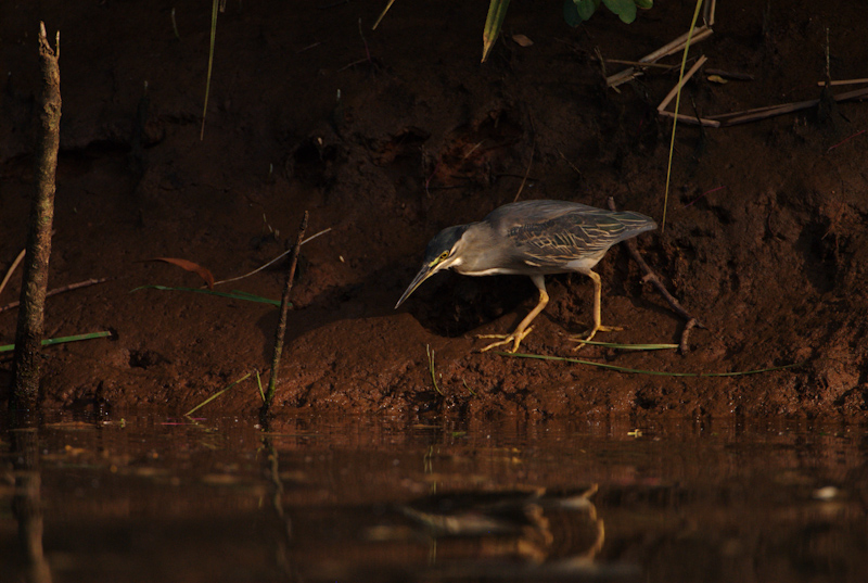 Green Heron
