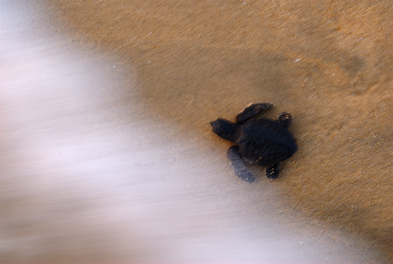 Olive Ridley turtle - Hatchling
