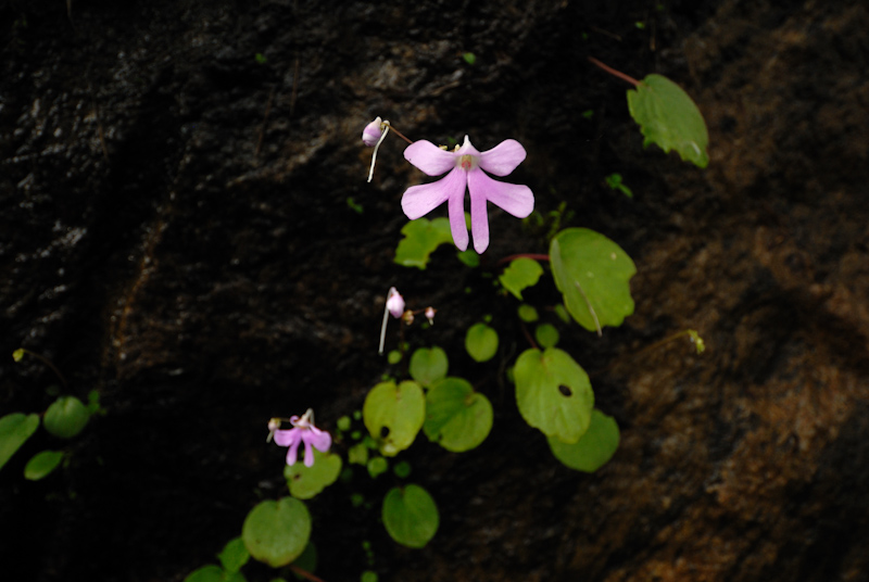 Impatiens acaulis
