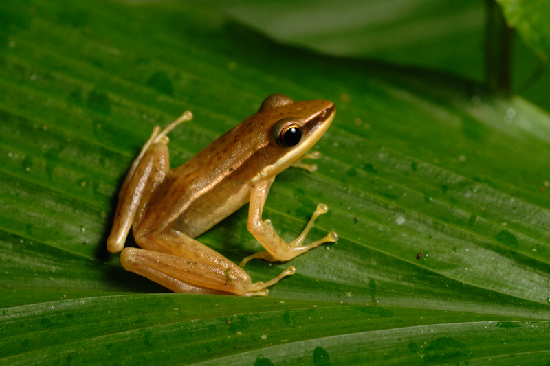 Hylarana aurantiaca
