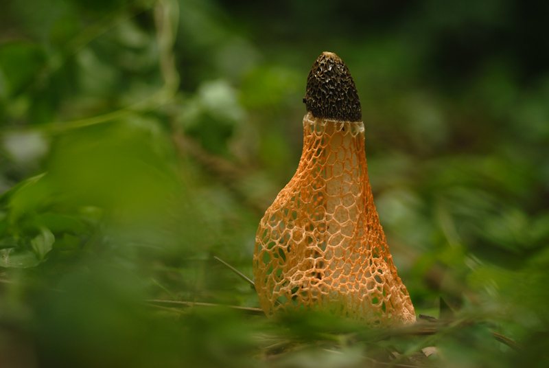 Stinkhorn Mushroom
