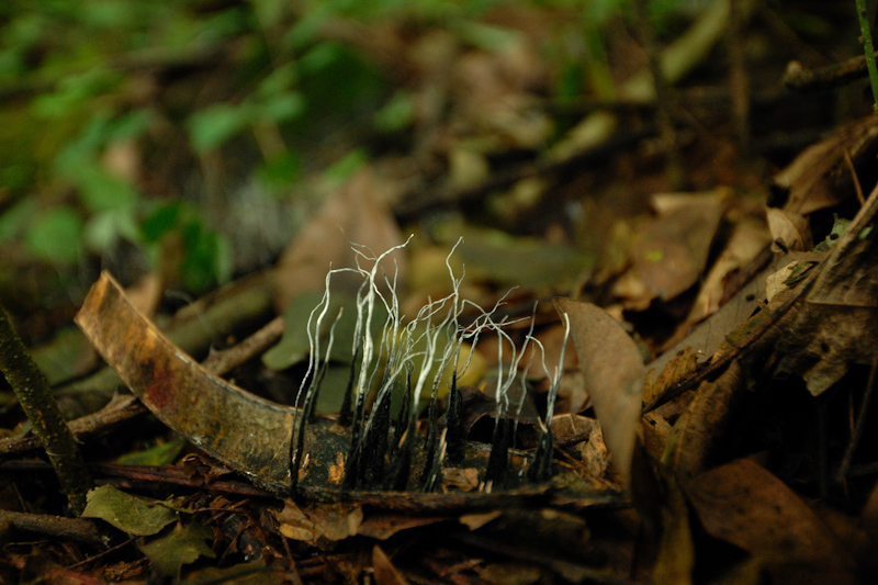 Dead man's fingers
