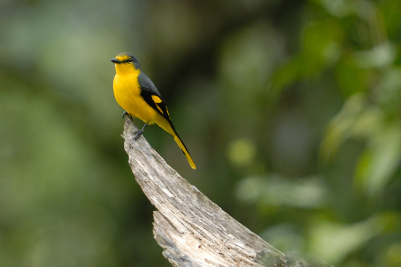 Scarlet Minivet - Female
