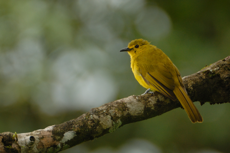 Yellow-browed Bulbul
