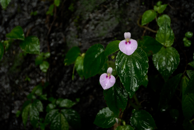 Impatiens
