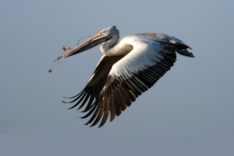 Spot-billed Pelican
