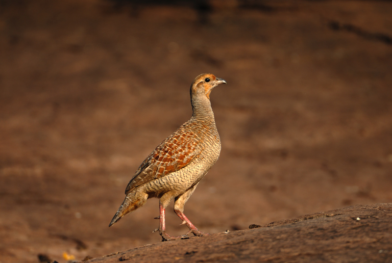 Grey Francolin
