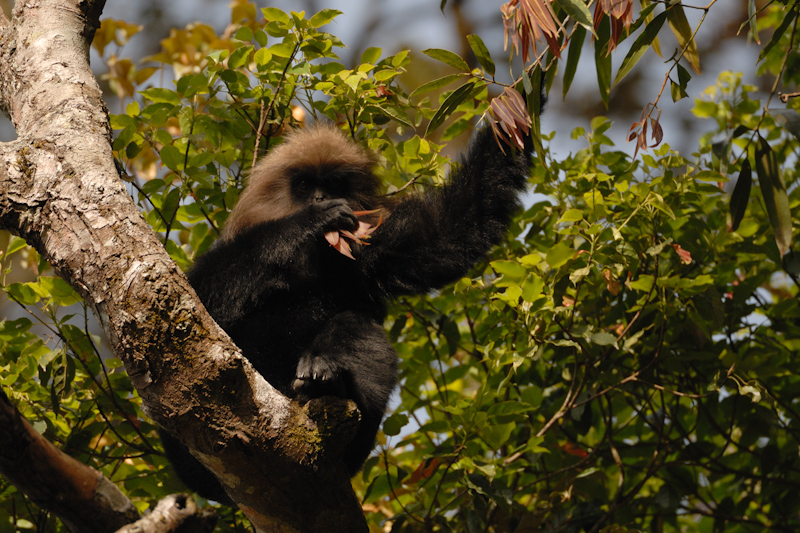 Nilgiri Langur - Feeding
