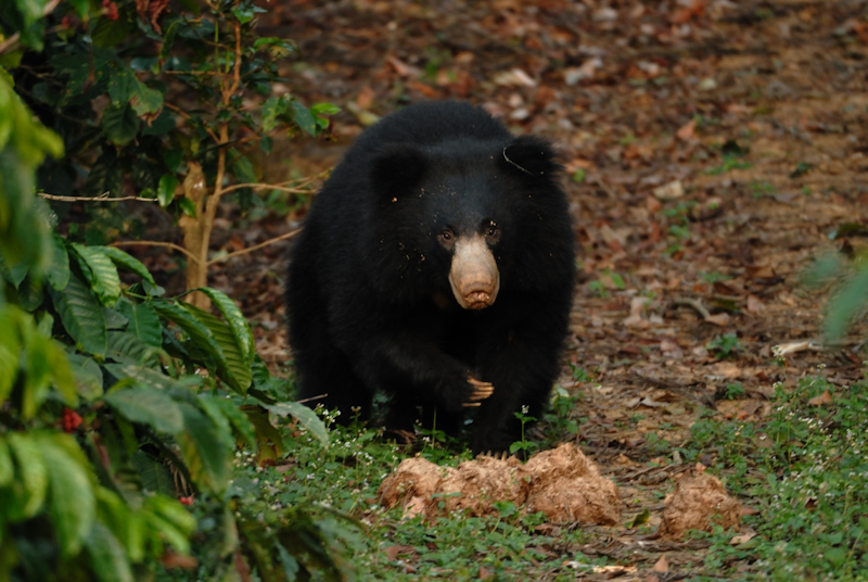 Sloth Bear
