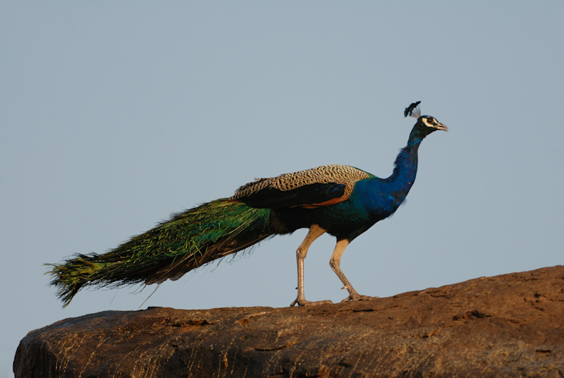 Indian Peafowl
