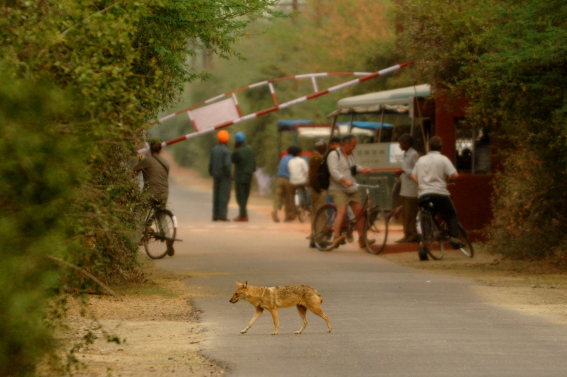 Jackal Crossing
