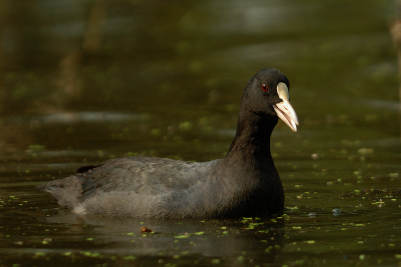 Common Coot
