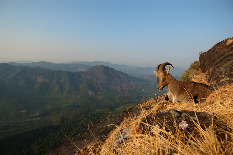 Nilgiri tahr - Landscape
