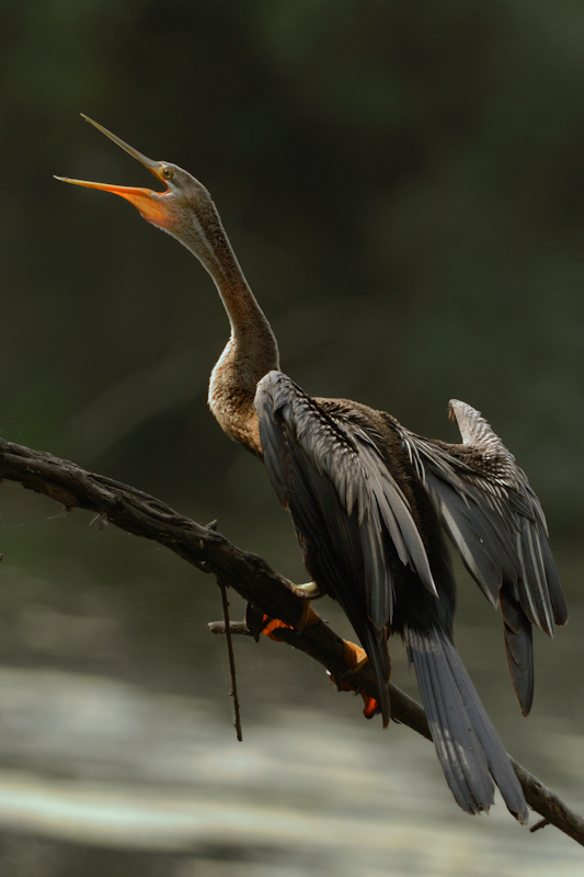 Darter (Snake Bird)
