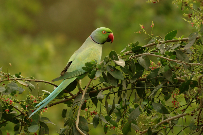 Parakeet
