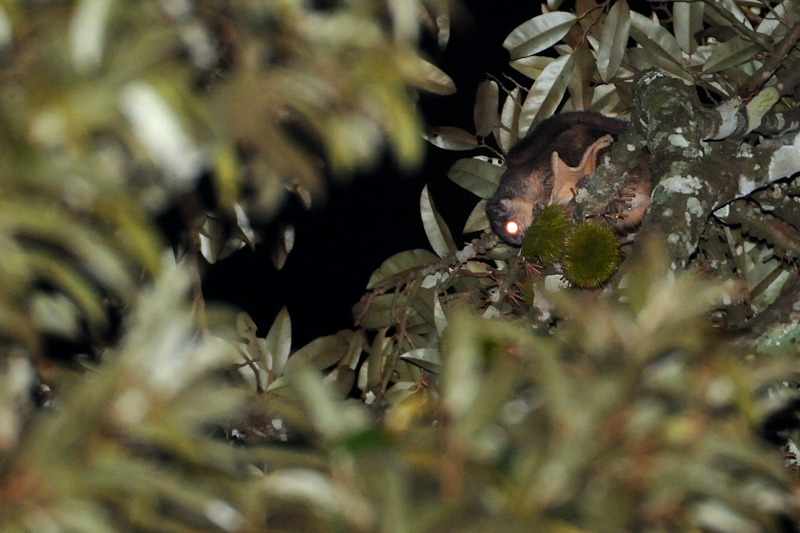 Travancore Flying Squirrel
