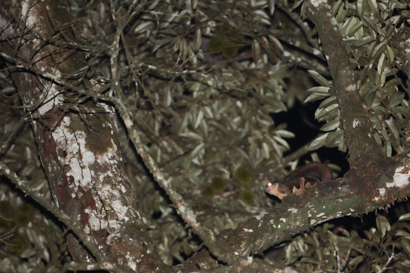 Travancore Flying Squirrel
