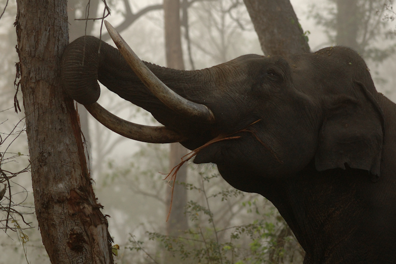 Elephant debarking
