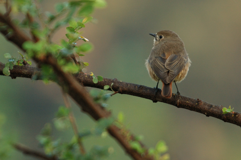 Black Redstart - Female
