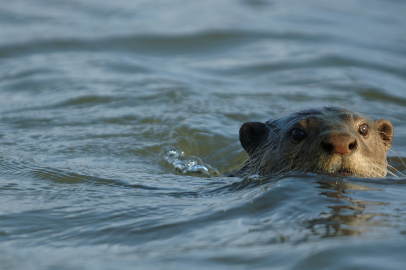 Smooth-coated Otter
