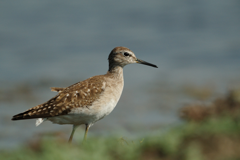 Wood Sandpiper
