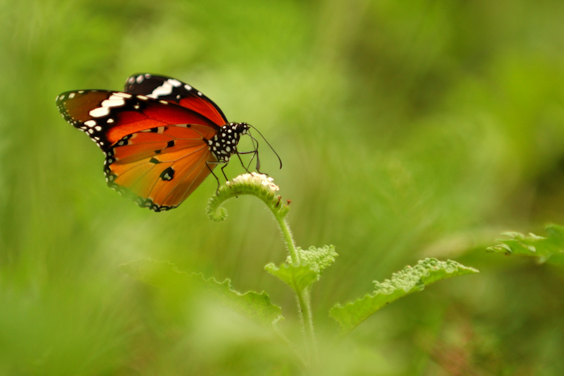 Plain tiger
