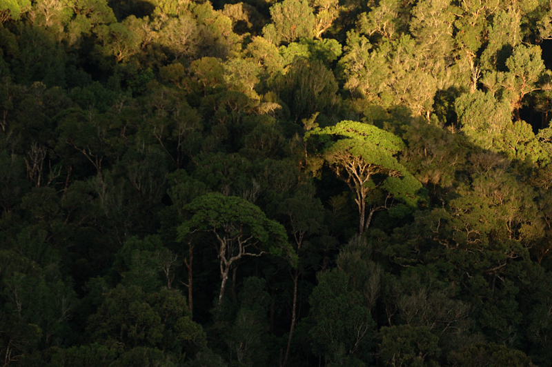 Rainforest Canopy
