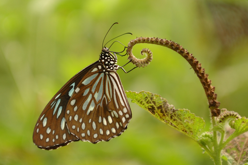 Blue Tiger
