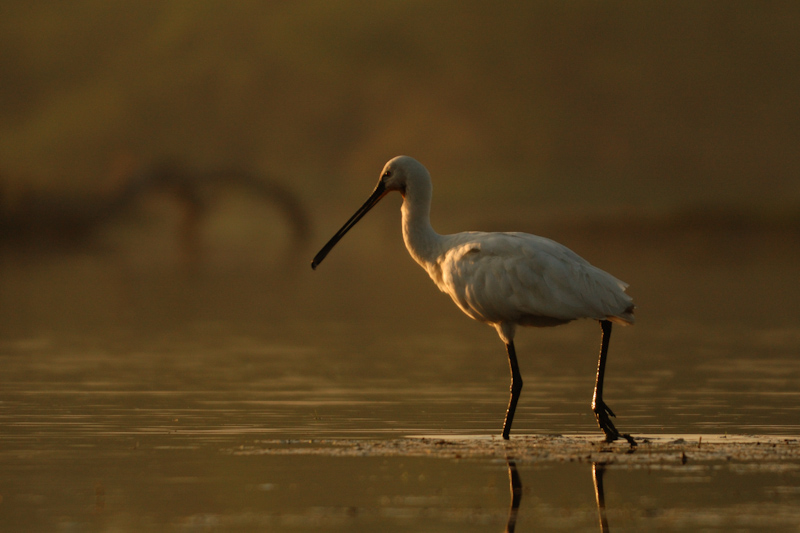 Spoonbill
