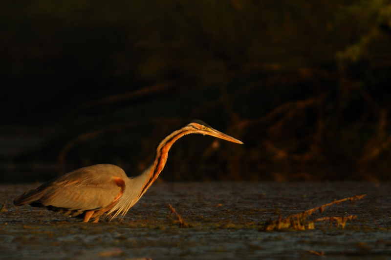 Purple Heron
