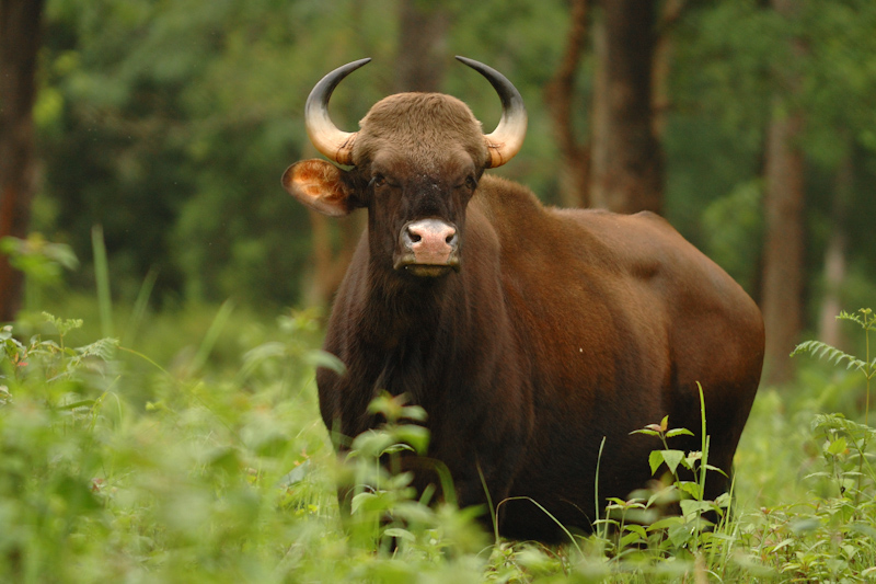 Gaur
