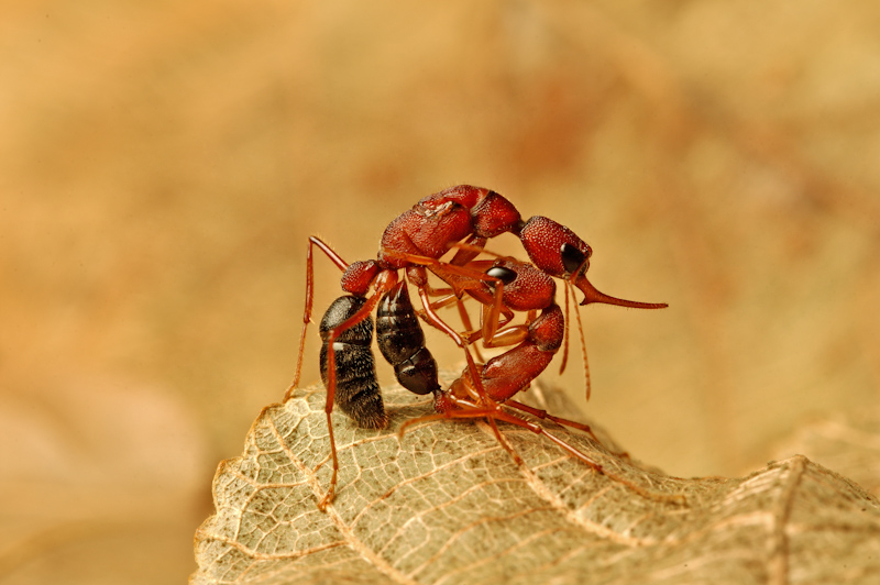 Jumping Ants
