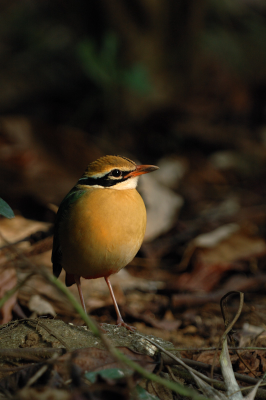 Indian Pitta
