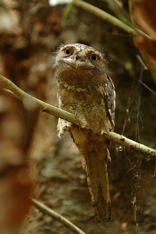 Sri Lankan frogmouth
