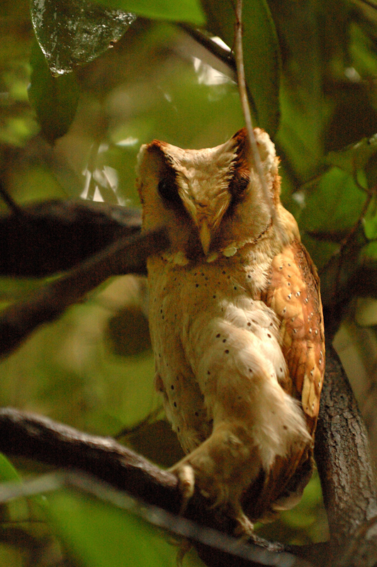 Oriental Bay Owl
