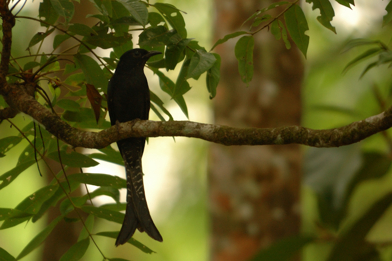 Drongo Cuckoo
