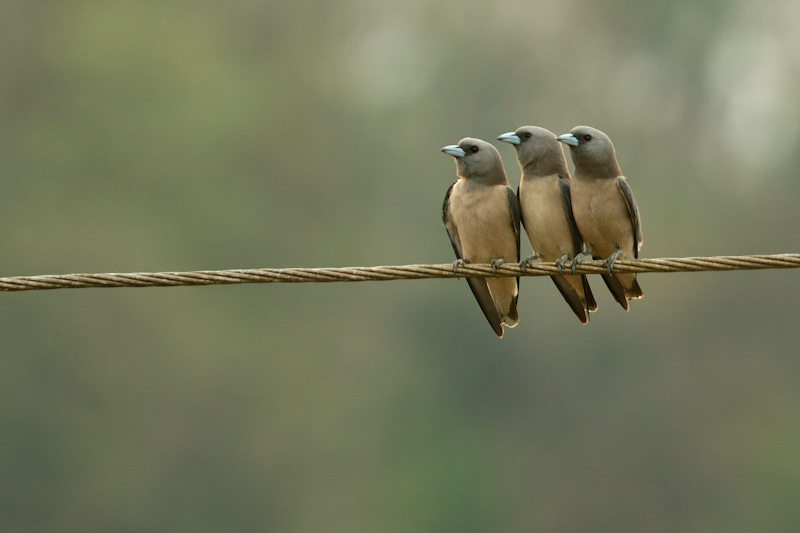 Ashy Woodswallow
