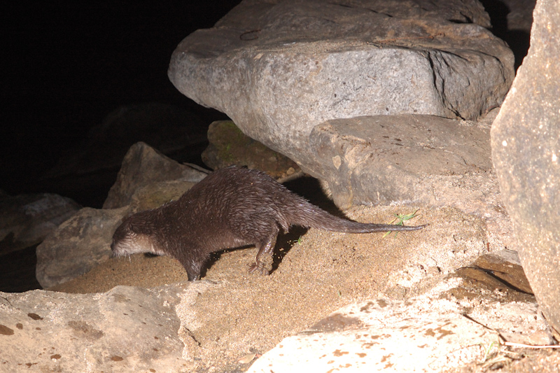 Small-clawed Otter
