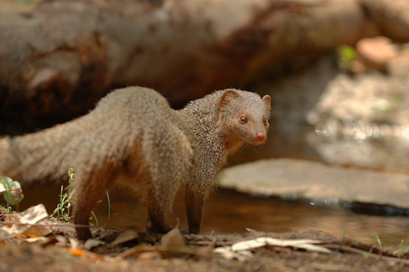 Grey Mongoose
