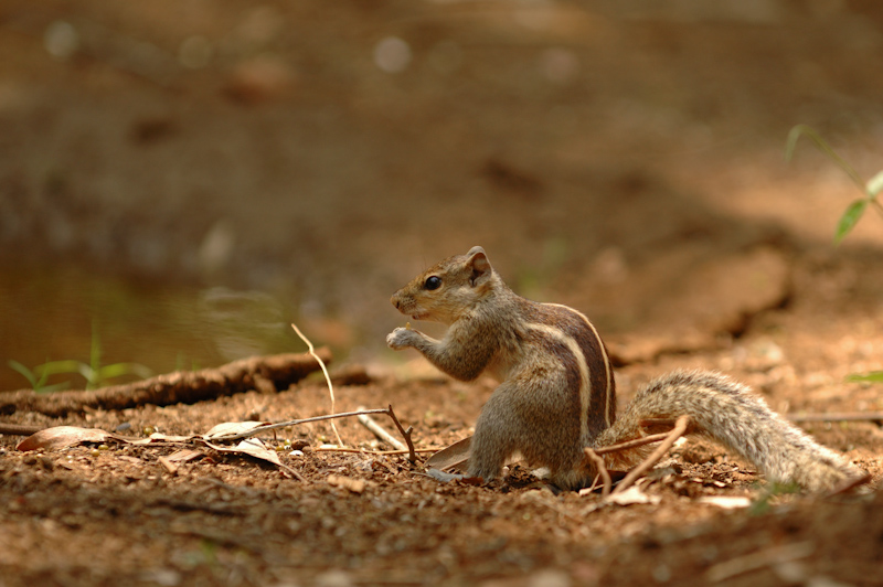  Indian Palm Squirrel
