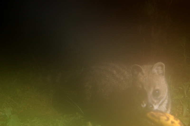 Small Indian Civet
