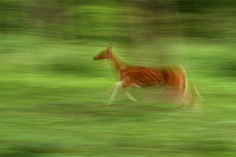 Spotted deer 
