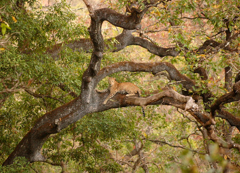 Resting leopard
