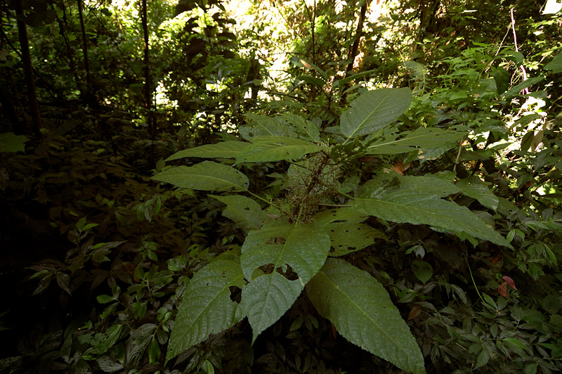 Elephant Nettle
