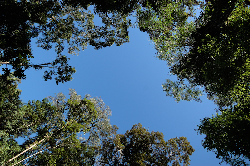 Forest Clearing
