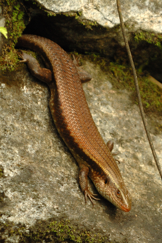 Skink
